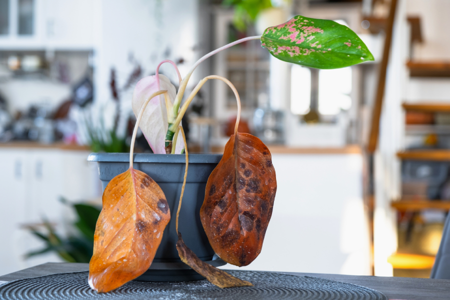 A houseplant with dying leaves on a pot inside the house.